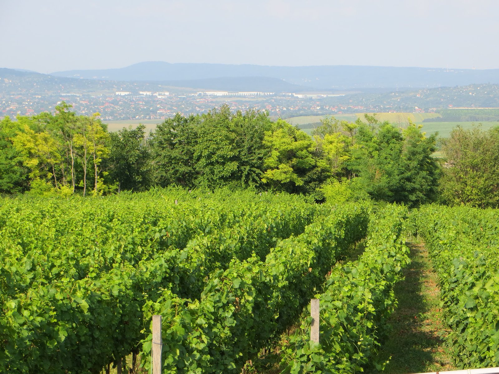 Half-day private wine-tasting tour of Etyek