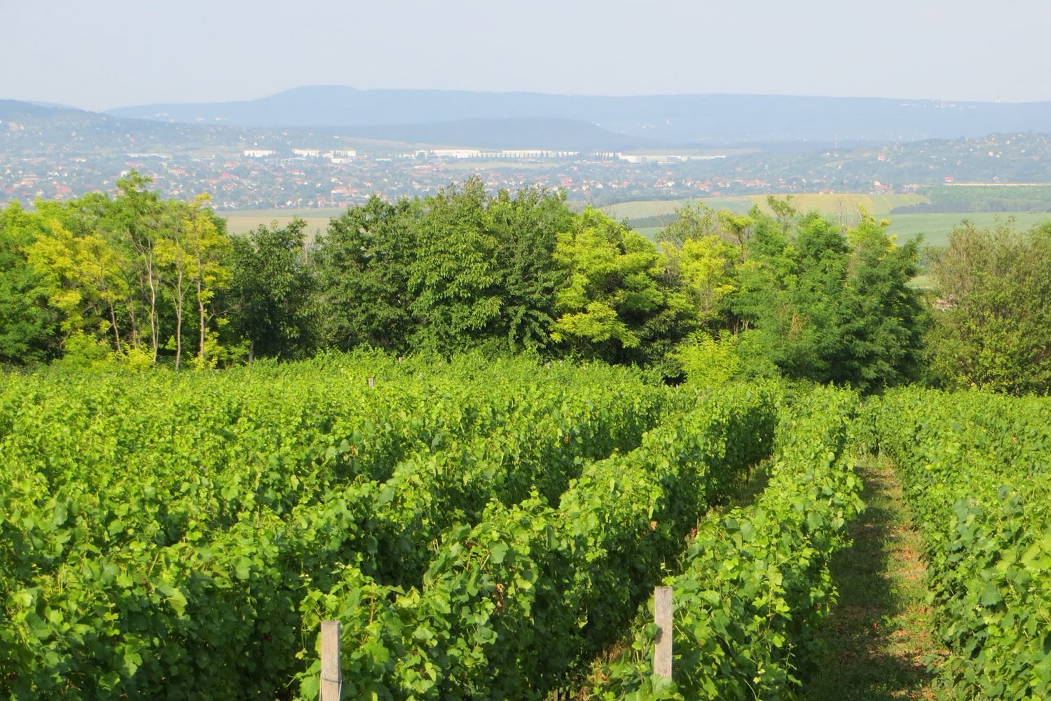 Half-day private wine-tasting tour of Etyek